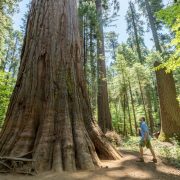 Man looking up at Sequoia tree at Calaveras Big Trees State Park